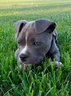 a gray and white puppy laying in the grass