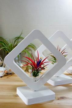 three white square vases with plants in them on a wooden table next to other planters