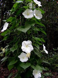 white flowers are growing on the side of a tree in front of some green leaves