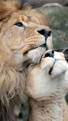 two lions are kissing each other in front of some rocks