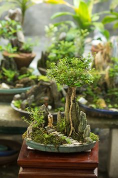 a bonsai tree in a potted planter on a table