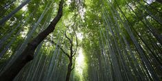 a bamboo forest with lots of tall trees