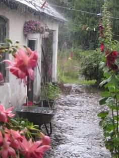 a small white house sitting next to a lush green forest filled with pink flowers in the rain