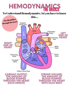 the anatomy of the heart and its major vessels, including the coronas, atriums,