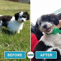 before and after photos of a black and white dog