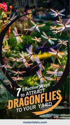 7 effective ways to attract dragonflies to your yard illustrated with several dragonflies in a garden setting. Aquatic Plants