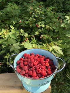 a blue colander filled with raspberries on a wooden table in front of bushes