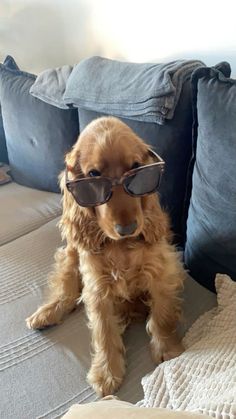 a small dog wearing sunglasses on top of a bed in a room with blue pillows