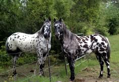 two horses standing next to each other near a fence