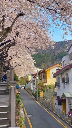 an empty street lined with cherry blossom trees