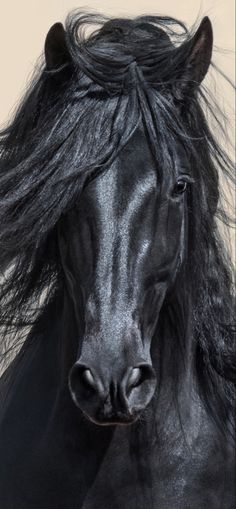 a black horse with long hair on it's head and manes blowing in the wind