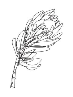 Contour Drawings, South African Flowers, Blind Drawing, Line Drawing Art, Botanical Line Drawing, Flower Line Drawings