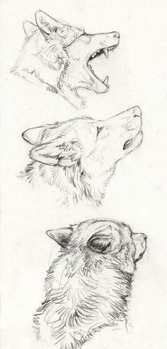 three drawings of wolfs with their mouths open and one showing the teeth that they are biting