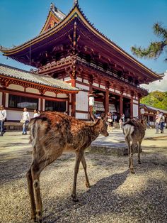 two deer standing in front of a building with people walking around it on a sunny day