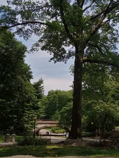 a large tree sitting in the middle of a park next to a road and bridge