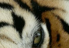 the eye of a tiger with black and white stripes on it's fur is shown