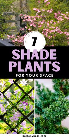 the words 7 shade plants for your space on top of pictures of flowers and trees