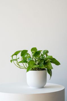 a potted plant sitting on top of a white table