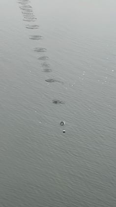 there are many footprints in the water and one is walking on it's side