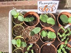 there are many potted plants in the tray