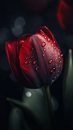 a single red tulip with water droplets on it