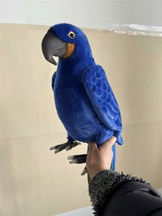 a blue parrot sitting on top of a person's hand next to a wall