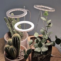 three potted plants sitting on top of a wooden table next to a light fixture