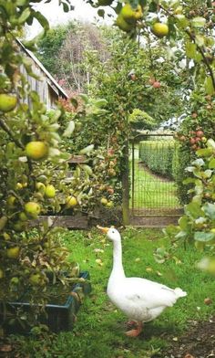 Down On The Farm, Apple Orchard, Fruit Garden, Hobby Farms, Garden Cottage, Farm Gardens, Country Gardening, Apple Tree, Kitchen Garden