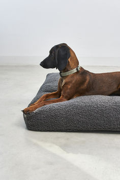 a brown dog laying on top of a gray pillow