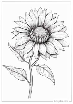 a black and white drawing of a sunflower