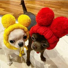 two small dogs wearing knitted hats on their heads