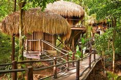 a wooden walkway leading to a hut in the jungle with thatched roof and stairs