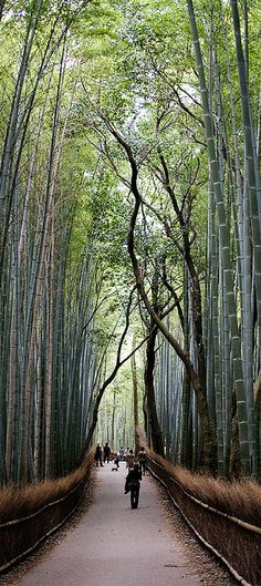 people are walking through the bamboo trees in an area with many tall, green trees