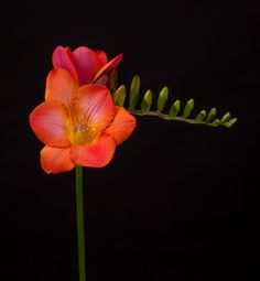 an orange and pink flower with green leaves