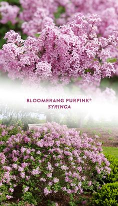 blooming purprink's spring flowers are in full bloom