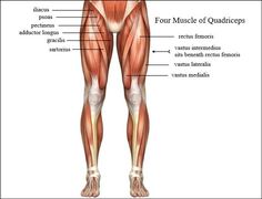 the muscles are labeled in this diagram, and there is also an image of them