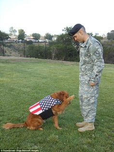 Ricochet shows his patriotic side as he works with a soldier while wearing the stars and s... Pet Owner