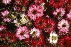 red and white flowers are in the middle of some grass