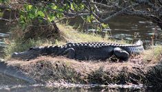 an alligator resting on the bank of a river