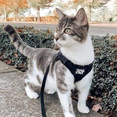 a gray and white cat wearing a black harness on the sidewalk next to bushes with trees in the background