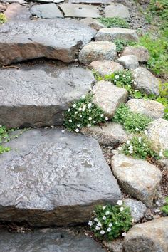 some very pretty rocks and flowers in the grass