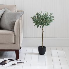 a living room with a couch, chair and small potted plant on the floor