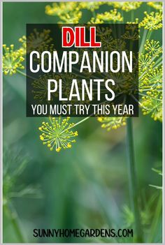 the words dill companion plants you must try this year