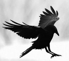 a black and white photo of a bird in flight