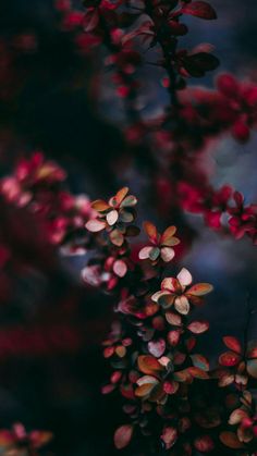 some red flowers that are growing on a tree branch in the dark night time with bright light coming from behind them