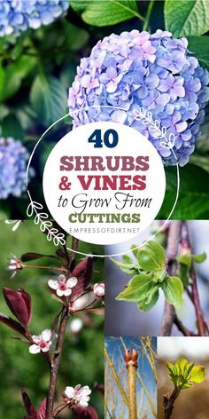 the cover of 40 shrubs and vines to grow from cuttings, including blue flowers