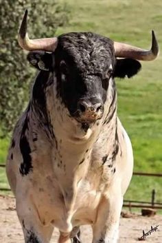 a black and white cow with large horns standing in dirt area next to fenced field