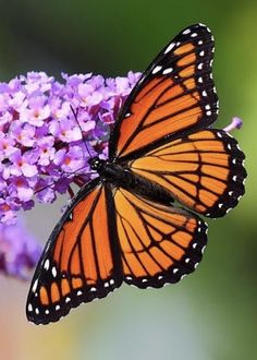 a close up of a butterfly on a flower