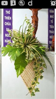 a plant hanging from the side of a wall