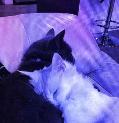 two black and white cats laying next to each other